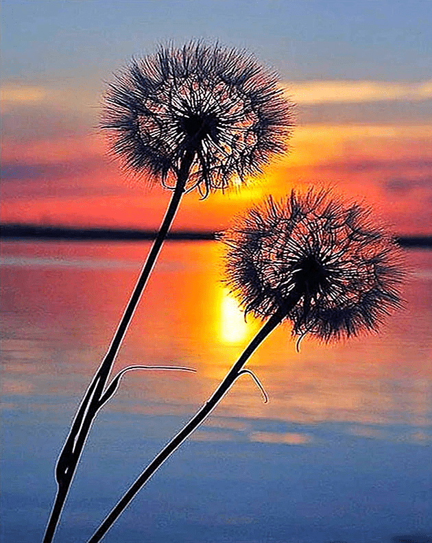 Paint by Numbers Kit Flower Dandelion - Just Paint by Number